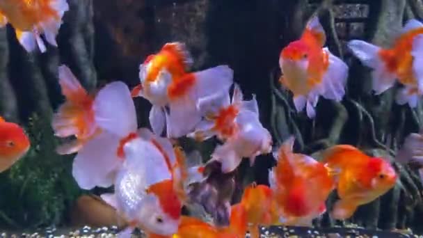Tiro Subaquático Uma Escola Peixes Dourados Nadando Aquário Belo Grupo — Vídeo de Stock