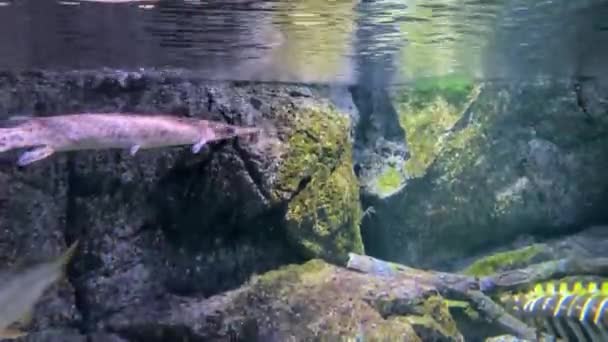 Verscheidenheid Van Zoetwatervissen Zwemmen Aquarium Oppervlakte Niveau Resolutie Veel Vissen — Stockvideo