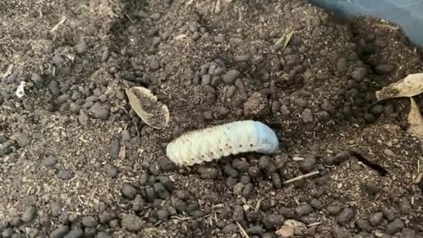 Grub Worms Rhinoceros Beetle Αναπτύσσονται Στην Κηπουρική Του Εδάφους Worm — Αρχείο Βίντεο