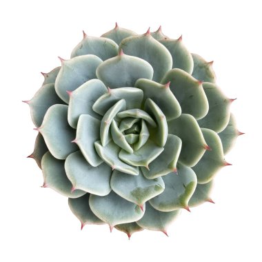 Üst görünüm veya yassı kaktüs izole edilmiş beyaz arkaplan