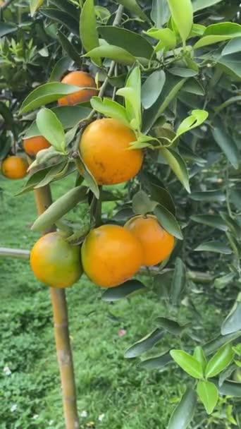 Cerca Naranja Colgando Árbol Huerto — Vídeo de stock