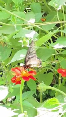 Canlı turuncu kırmızı bir çiçeğe tünemiş bir kelebek, yemyeşil yeşilliklerle çevrili, güneşli bir günün sıcaklığının tadını çıkarıyor.. 