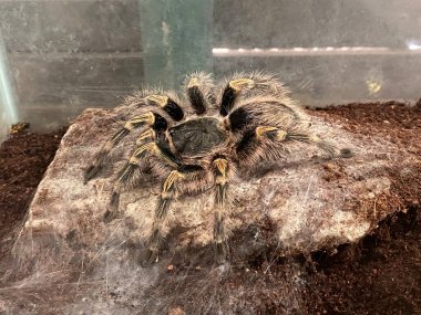 Bir teraryumun içindeki koyu ve nemli substratın üzerinde duran bir Chaco Golden Knee Tarantula 'nın (Grammmostola pulchripes) yakın plan görüntüsü. Tarantula 'nın kıllı vücudu ve bacaklarındaki altın çizgiler.