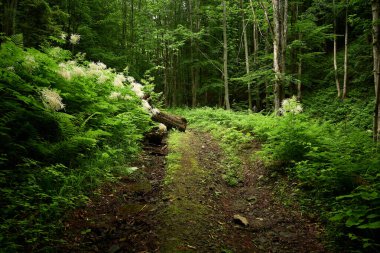 Carpathian Ormanı 'ndaki ağaçlık çevre yolu. Dağ yağmur ormanlarının arasına gizlenmiş muhteşem toprak yol. Mt. Ayağı. Bilyi Kamin (1062), Polonynialı Beskids, Ukraynalı Karpatlar, Turia Poliana, Transcarpathia, Zakarpattia, Ukrayna