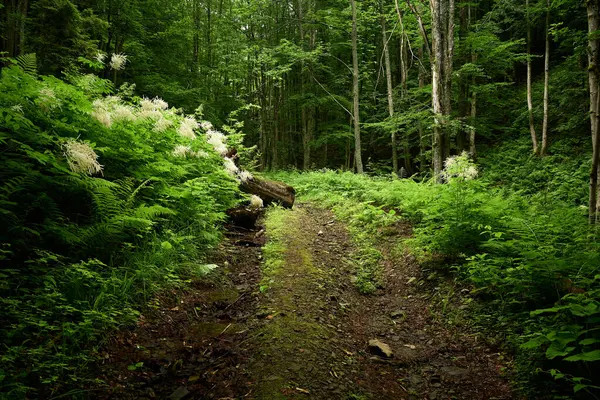 Carpathian Ormanı 'ndaki ağaçlık çevre yolu. Dağ yağmur ormanlarının arasına gizlenmiş muhteşem toprak yol. Mt. Ayağı. Bilyi Kamin (1062), Polonynialı Beskids, Ukraynalı Karpatlar, Turia Poliana, Transcarpathia, Zakarpattia, Ukrayna