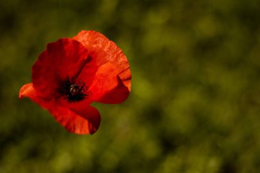 Poppy in the wind, bokeh effect. Photo shot stolen from a poppy on a windy day