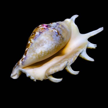 Kabuğun rengi çok değişkendir, beyaz ya da krema, genellikle kahverengi, mor ya da mavimsi lekelerle.. 