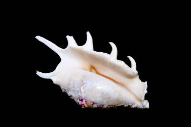 Kabuğun rengi çok değişkendir, beyaz ya da krema, genellikle kahverengi, mor ya da mavimsi lekelerle.. 