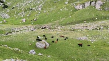 Bir sığır sürüsü, Romanya 'nın Karpat Dağları' ndaki bir dağ vadisinde kayalar ve uçurumlarla dağılmış yeşil bir çayırda huzur içinde otluyor..