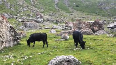 İki siyah inek, Romanya ve Avrupa 'daki Karpat dağlık bir vadideki büyük kayaların arasında yeşil çimlerde huzur içinde otluyor.