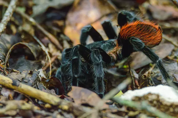 Meksika kırmızı popolu tarantula Tliltocatl vagans, aynı zamanda Brachypelma vagans, Quintana Roo, Meksika 'daki bir yağmur fırtınasından sonra orman zeminindeki yuvasının girişinde. Doğal yaşam ortamında vahşi yaşam.