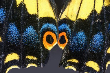 Anis Kırlangıç Kelebeği, Papilio zelicaon, aşırı derecede mavi, sarı, siyah ve turuncu kanat pulları. Rosarito, Baja California. 40 fotoğraf yığını.