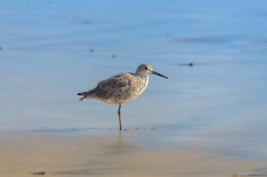 Willet, Tringa Semipalmata, Pasifik Okyanusu kıyısında Rosarito Sahili, Baja California, Meksika Mart 2024