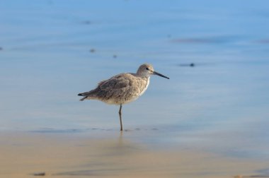 Willet, Tringa semipalmata, standing by the Pacific Ocean at Rosarito Beach, Baja California, Mexico in March of 2024 clipart