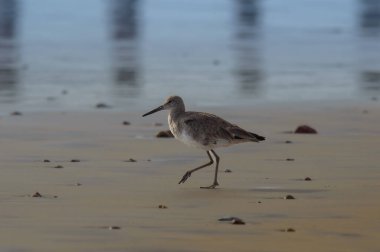 Willet, Tringa Semipalmata, Pasifik Okyanusu kıyısında Rosarito Sahili, Baja California, Meksika Mart 2024