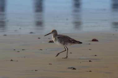 Willet, Tringa semipalmata, walking by the Pacific Ocean at Rosarito Beach, Baja California, Mexico in March of 2024 clipart