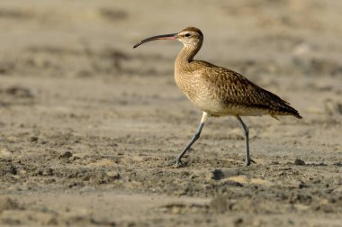 Hudsonian whimbrel walking on Rosarito Beach, Mexico, during sunset in March of 2024 clipart