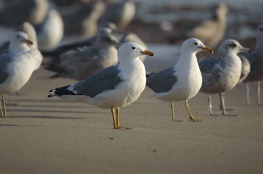 California Gulls Larus calizina Rosarito Sahili, Baja California, Meksika.