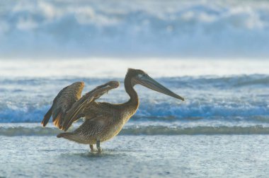 Kahverengi pelikan Rosarito Sahili, Baja California, Meksika 'da kuruyor. Balık avladıktan sonra Pasifik Okyanusu 'nda duran kahverengi pelikan tüylerindeki suyu sallar.