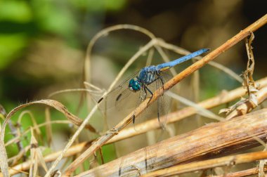 Blue Dasher dragonfly, Pachydiplax longipennis, in an arroyo Tijuana, Baja California in 2024. Lateral view. clipart