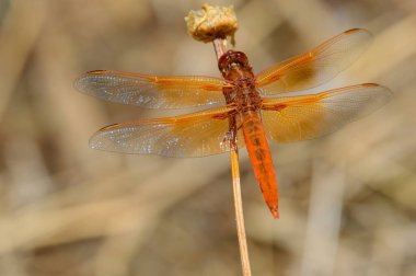 Flame Skimmer yusufçuk, Libellula saturata, 2024 yılında Baja California 'da arroyo Tijuana' da tünemiş. Yan görünüm.