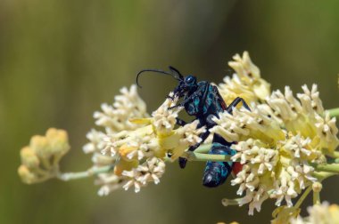 Tarantula Şahini Yabanarısı Tijuana, Baja California, Meksika 'daki bazı çiçeklerde nektarla besleniyor. 2024. Genellikle örümcek arısı olarak bilinen turuncu kanatlı mavi eşekarısı. Tozlaştırıcı.