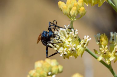 Tarantula Şahini Yabanarısı Tijuana, Baja California, Meksika 'daki bazı çiçeklerde nektarla besleniyor. 2024. Genellikle örümcek arısı olarak bilinen turuncu kanatlı mavi eşekarısı. Tozlaştırıcı.