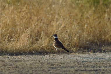 Öldürücü Kuş, Charadrius Vociferus, Baja California, Meksika çölünde. Kuru bir ortamda duran bir geyiğin profil fotoğrafı...