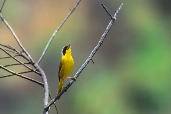 stock image Common Yellowthroat, Geothlypis trichas, perched on a twig and singing in a canyon near Tijuana, Baja California.