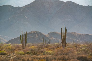 Meksika, Baja California çöl sahnesi. Bahia de Los Angeles bölgesi. Dağların önündeki kuru Meksika çölünde iki saguaro kaktüsü duruyor. İnanılmaz manzara ve Meksika 'nın doğası..