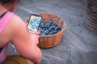 MAZUNTE, OAXACA, MEXICO - Ekim 2023: Bebek kaplumbağaların fotoğraflarını çeken turist vahşi doğaya salınacak.