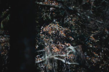 Meksika eyaletinin Temascaltepc ormanındaki bir çam ağacında Kanada 'ya göç etmeye hazırlanan kral kelebekleri Danaus plexippus. Tehdit altındaki ve nesli tükenmekte olan böcekler.