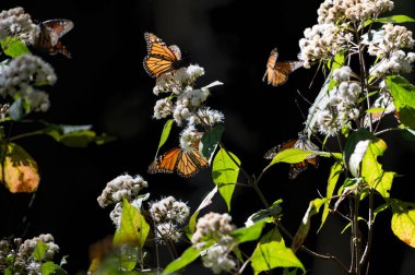 Bir grup kral kelebeği grubu, Danaus pleksippus, Meksika 'nın Temascaltepec eyaletindeki çam ormanlarında çiçeklerle besleniyor..
