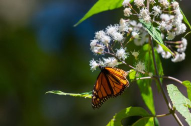 Meksika eyaletinin Temascaltepec kentindeki çam ormanında beyaz çiçeklerle beslenen erkek kral kelebeği. Tehdit altındaki ve nesli tükenmekte olan böcek türleri Kanada 'ya göç etmeye hazırlanıyor.