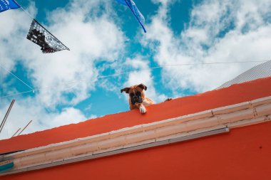 Meksika, Jalatlaco 'da turuncu çatılı bir köpek, Ölüler Günü' nde arka planda mavi bulutlu bir gökyüzü
