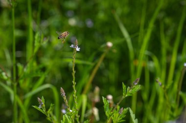 Orta Meksika 'daki küçük çiçeklerden polen toplarken uçuşun ortasında bal arısı