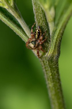 Zümrüt zıplayan örümcek, aynı zamanda altın atlayan örümcek olarak da bilinir, Paraphiddipus aurantius, Orta Meksika 'da bitki üzerinde.