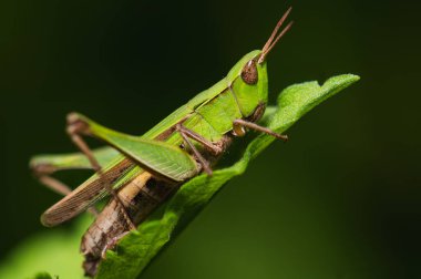 Orta Meksika 'da bir yaprağın üzerinde duran parlak yeşil renkli, boğazlı bir Çekirge Melanoplus ponderosus' un yakın çekim makrosu.
