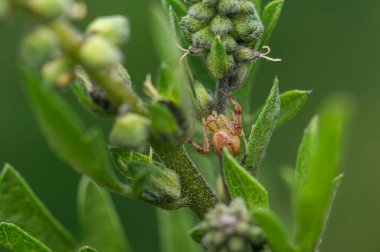 Erkek, hızlı yengeç, Mecaphesa kertenkelesi, Orta Meksika 'da avlanmak için bir bitkinin tepesinde bekliyor.