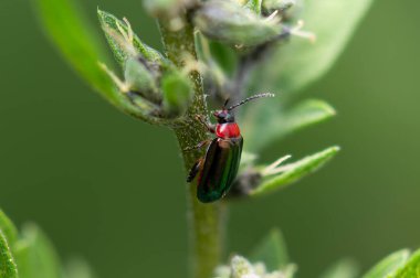 Bir mısır gevreği yaprağı böceğinin makro fotoğrafı, Oulema melanopus, Orta Meksika 'da bir bitkiye tırmanıyor. Yulaf Böceği olarak da bilinir..