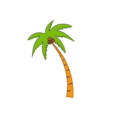 Beach coconut tree, seaside palm tree, coconut tree or island palm tree.