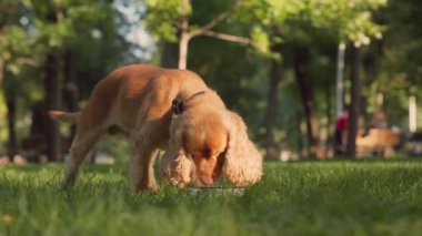 İngiliz Cocker Spaniel Yeşil Çimenli Çimenlik Bahçesinde Metal Kasesi 'nden Kuru Köpek maması Yiyor 