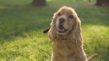 İngiliz Cocker Spaniel Dog Outdoor 'a yakın çekim. Şehir Parkı 'nda Hayvan Yürüyüşü
