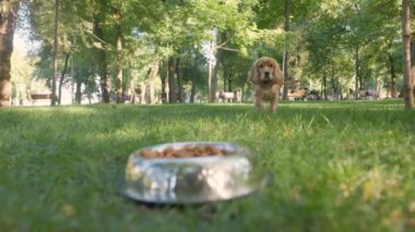 İngiliz Cocker Spaniel Dog yemek ve yemek kasesine koşuyor. Köpek, Yeşil Çimenli Çimenlikte Kuru Köpek Yemeği Yiyor