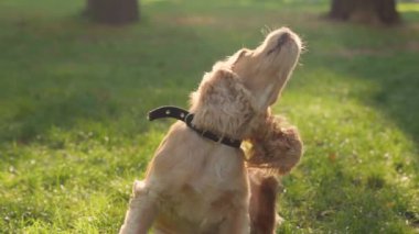 İngiliz Cocker Spaniel Dog Outdoor 'a yakın çekim. Köpek Tırmığı Kulak, Ağır çekim. Şehir Parkı 'nda Hayvan Yürüyüşü