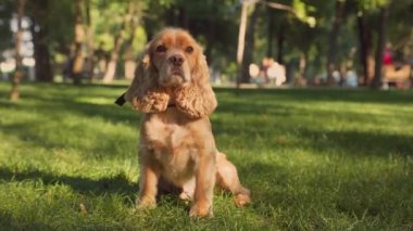 Yeşil Çimenli Şirin İngiliz Cocker Spaniel Dog. Şehir Parkı 'nda Hayvan Yürüyüşü 