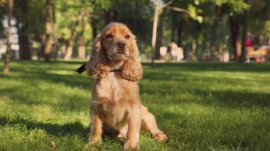 Yeşil Çimenli Şirin İngiliz Cocker Spaniel Dog. Şehir Parkı 'nda Hayvan Yürüyüşü