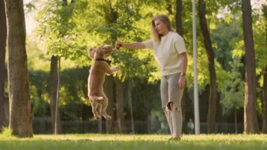 İngiliz Cocker Spaniel Köpek Sıçrıyor Kadın sahibi tarafından tutulan, Ağır çekim. Park Çimlerinde Evcil Köpeğiyle Oynayan Genç Kadın 