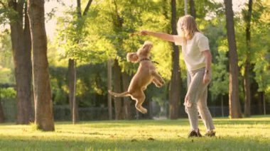 İngiliz Cocker Spaniel Köpek Sıçrıyor Kadın sahibi tarafından tutulan, Ağır çekim. Park Çimlerinde Evcil Köpeğiyle Oynayan Genç Kadın 
