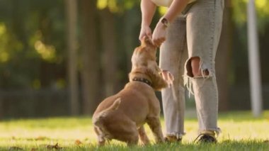 İngiliz Cocker Spaniel Dog, kadın sahibi tarafından tutulan oyuncakla oynuyor, ağır çekim. Park Çimlerinde Evcil Köpeğiyle Oynayan Genç Kadın